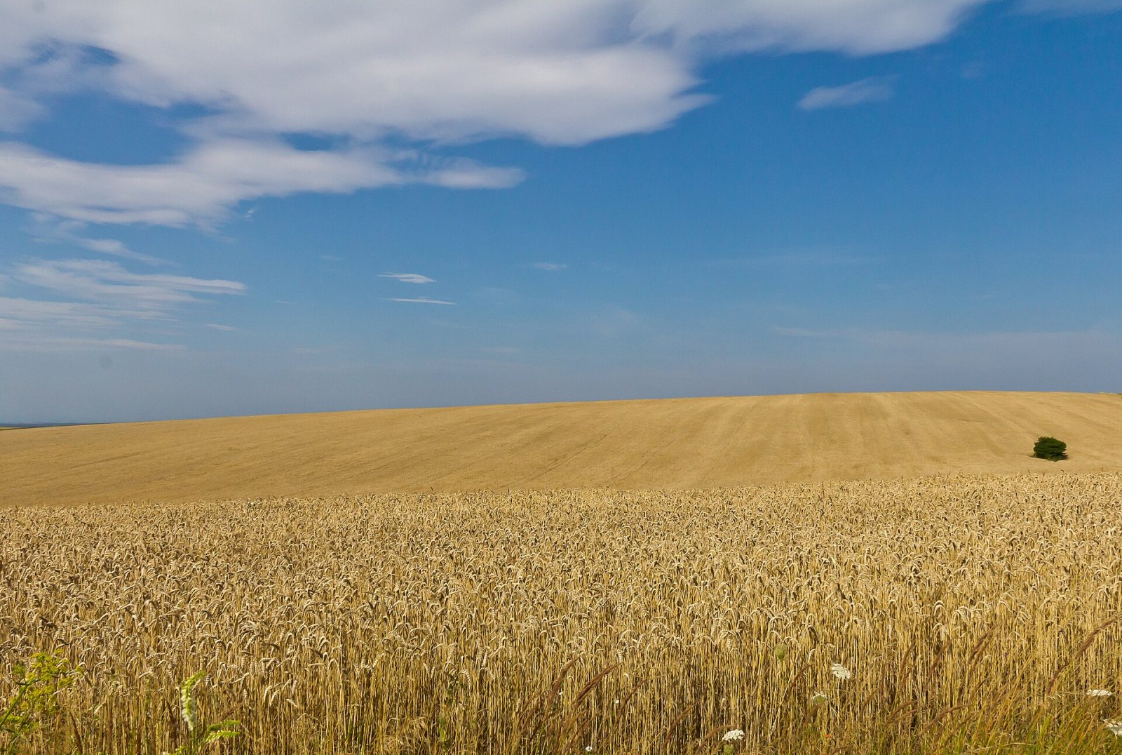 Campos de trigo no oblast de Lviv, Ucrânia, em julho de 2012. Foto: Raimond Spekking, CC BY-SA 4.0.