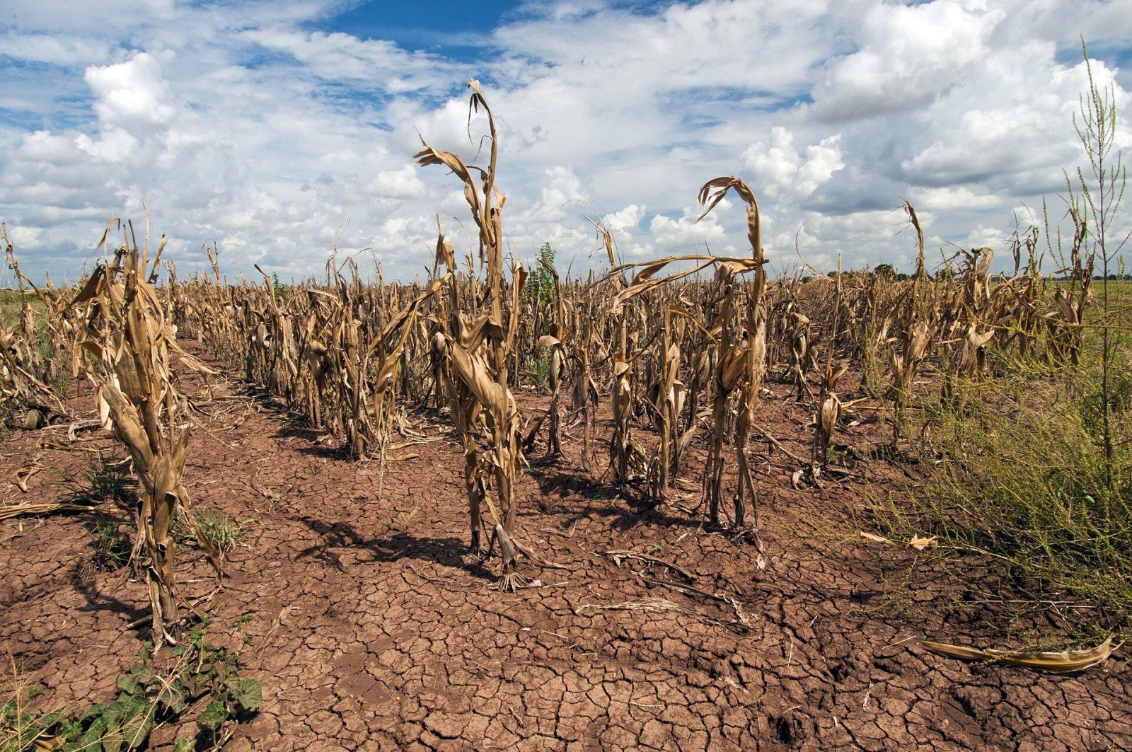 Milho afetado pela seca no Texas, em 20 de agosto de 2013. Foto: Bob Nichols, Departamento de Agricultura dos Estados Unidos, domínio público.